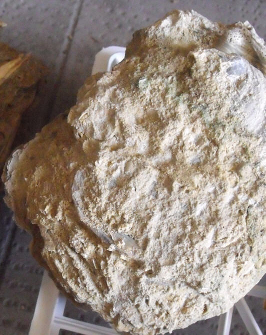 fossile da determinare 2
